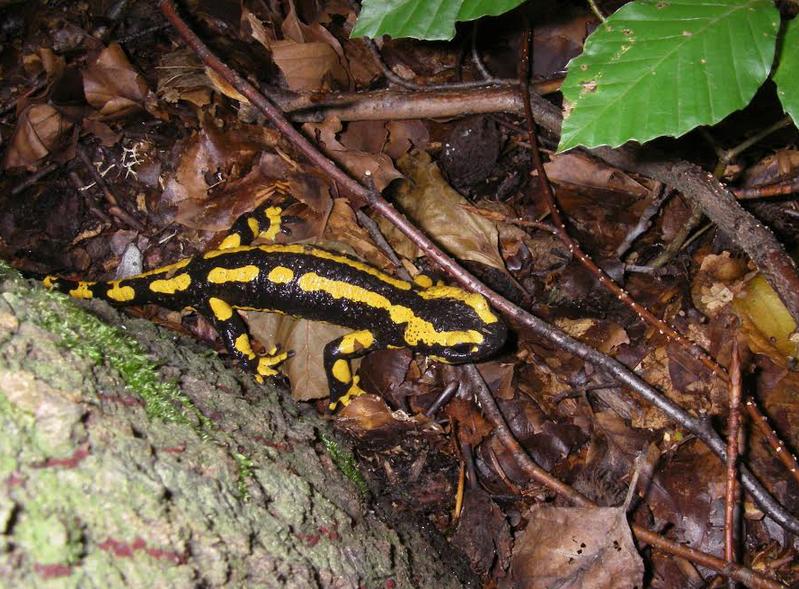 Feuersalamander