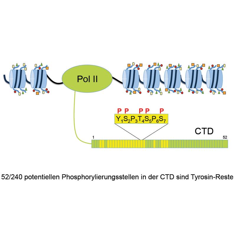 Die CTD in allen Wirbeltieren, einschließlich des Menschen, ist aus 52 Heptad-Wiederholungen mit der Konsensussequenz aufgebaut. Die Tyrosin-Reste in 