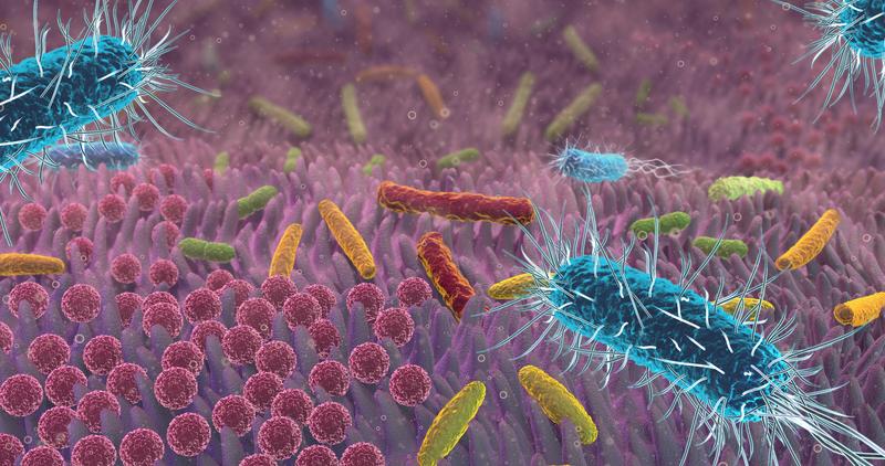 Butyrat-bildende Bakterien ernähren die Darmzellen und wirken antientzündlich.