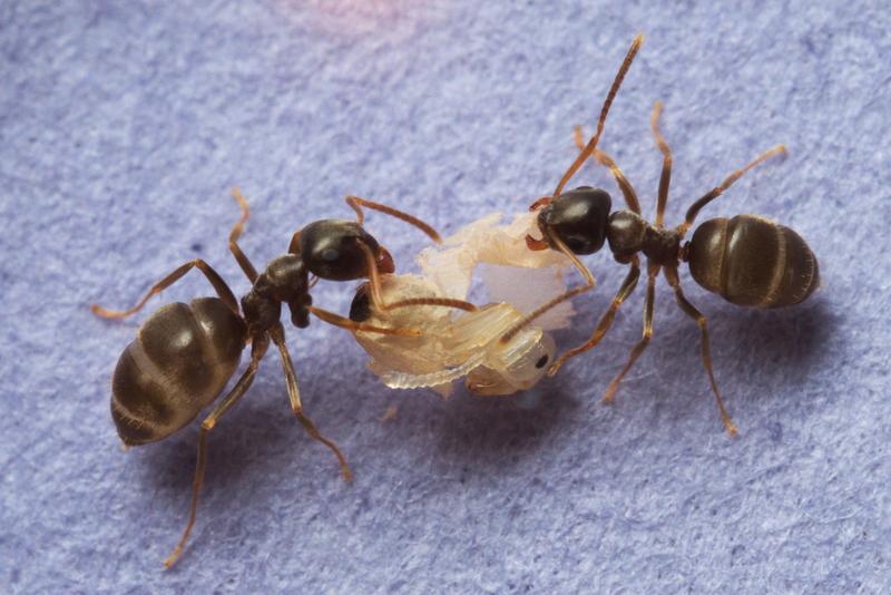 Ants with pupa