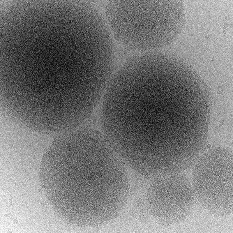 Kryo-Elektronenmikroskopie-Abbildung eines biomolekularen Kondensates eines Prionproteins