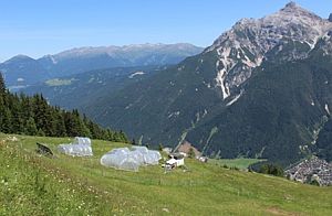 Versuchsfläche in den Alpen