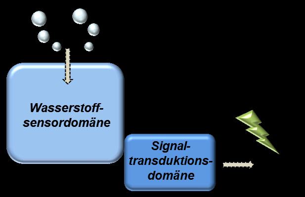 sensorische Hydrogenase