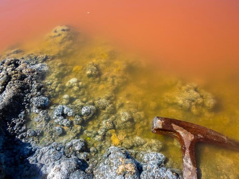 Kleine mikrobielle Kalkriffe (Stromatolithen) mit blumenkohlartigen Oberflächen in einem Salzwassertümpel auf Aldabra.