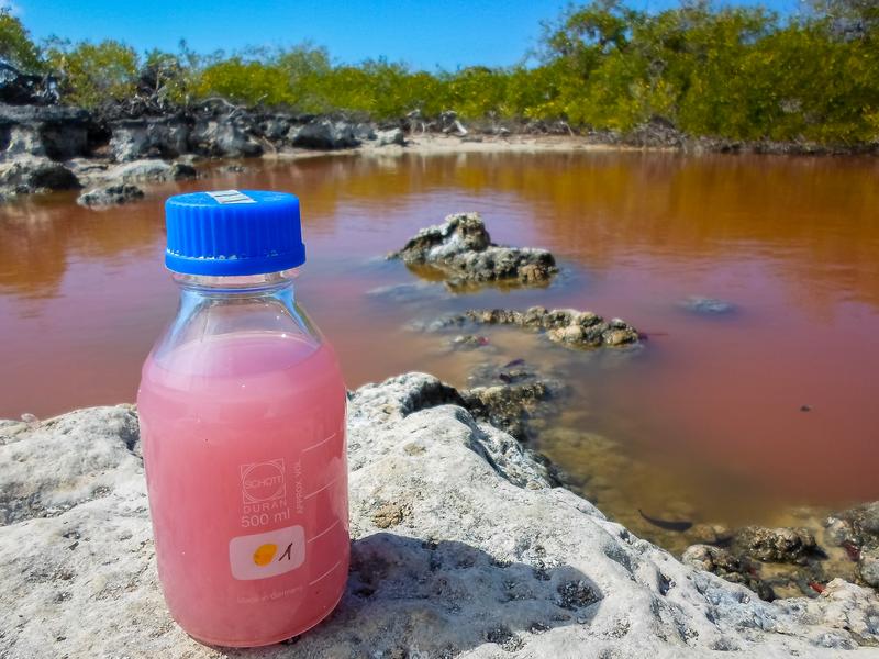 Salzwassertümpel auf Aldabra mit durch Purpurbakterien rosa gefärbtem Bodenwasser.