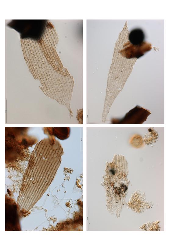 Foto 1. - Beispiele für fossile Schmetterlings-Schuppen