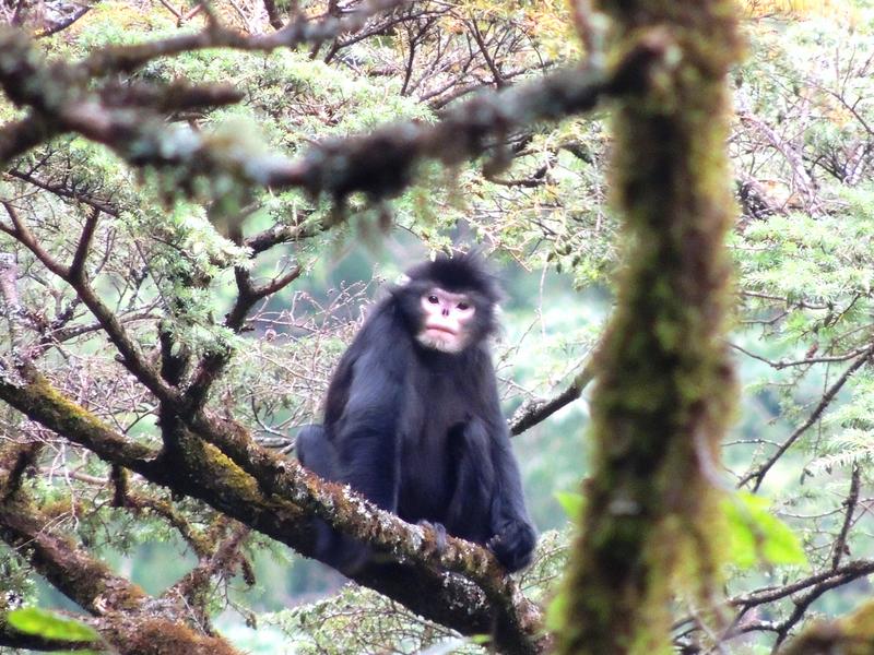 Male Myanmar or black snub-nosed monkey.