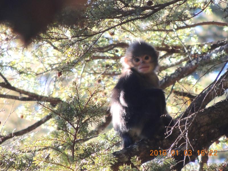 Infant Myanmar or black snub-nosed monkey.