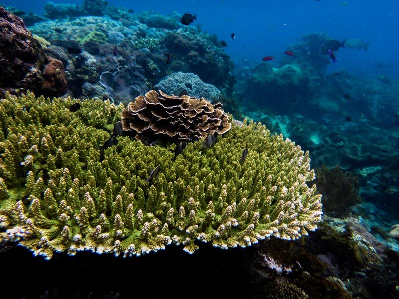 Die Wuchsform von Korallen ist sehr variabel. 