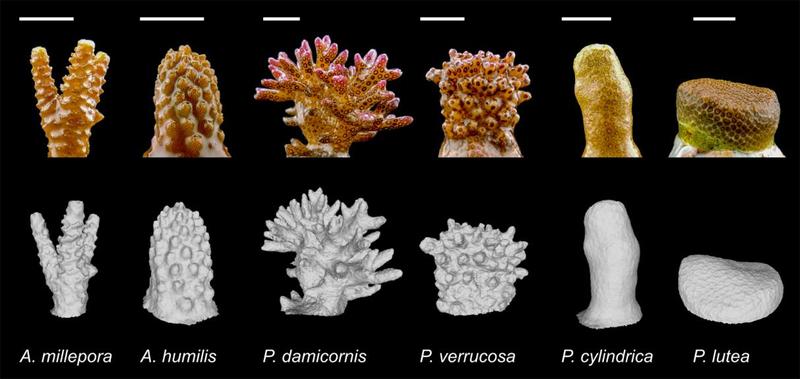 Fotos und 3D-Modelle der untersuchten Korallenarten. 