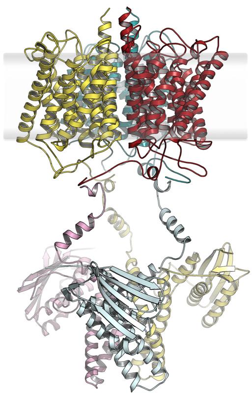 Hypothetisches, gestrecktes Modell des Anammox-Ammonium-Sensorproteins. Quelle: Susana Andrade