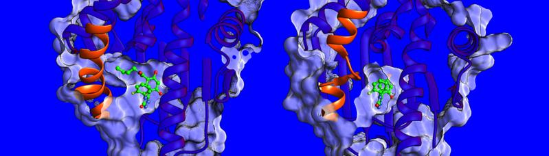 Unterschiede in der Struktur und Dynamik der Helix-Region (in orange) am HSP90-Protein.