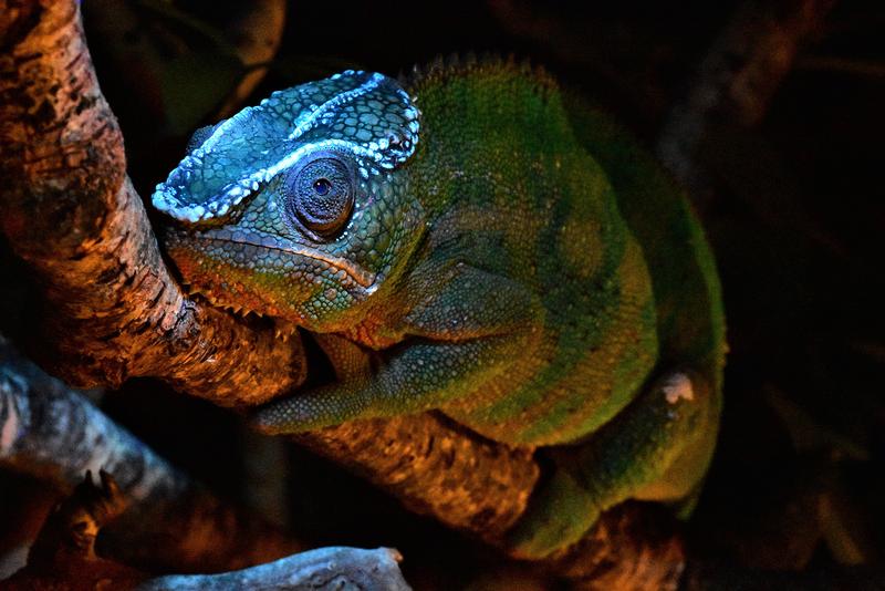 Auch das bekannte und als Haustier beliebte Pantherchamäleon (Furcifer pardalis) zeigt einen fluoreszierenden Kranz auf dem Kopf.