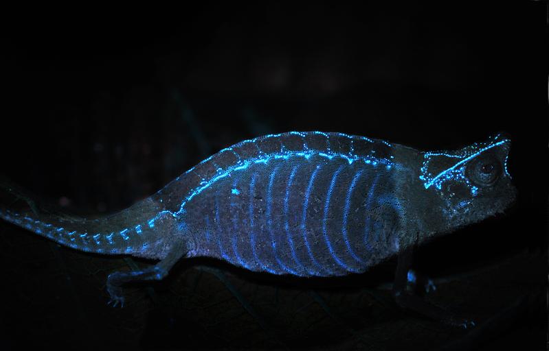 Auch das bekannte und als Haustier beliebte Pantherchamäleon (Furcifer pardalis) zeigt einen fluoreszierenden Kranz auf dem Kopf.