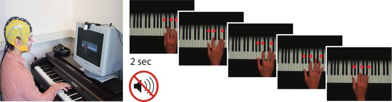 Die Pianisten spielten eine Abfolge von Akkorden, die sie auf einem Bildschirm zu sehen bekamen. Dabei wurde mithilfe einer EEG-Kappe getestet, wie flexibel ihr Gehirn auf eingebaute Fehler reagiert.
