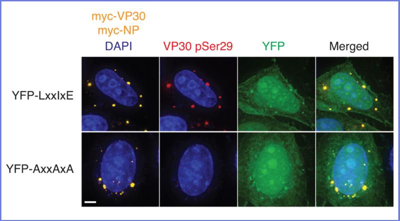 Schleust man in Zellen eine künstliche Kontaktstelle YFP-LxxIxE ein, die anstelle des Nukleoproteins an der zelleigenen Phosphatase andockt, so behält VP30 seine Phosphat-Anhängsel (rot gefärbt).