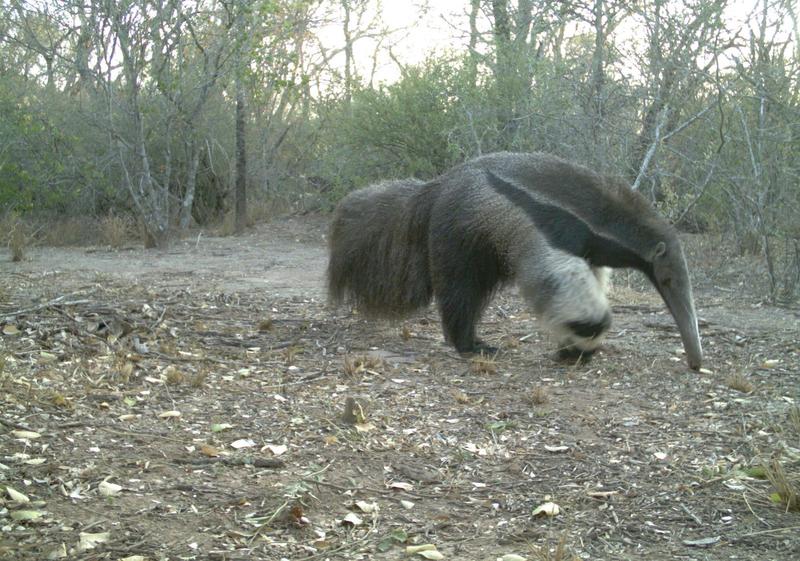 Endangered species in the Gran Chaco in South America. Picture taken with the trap camera for the study: Giant Anteater 