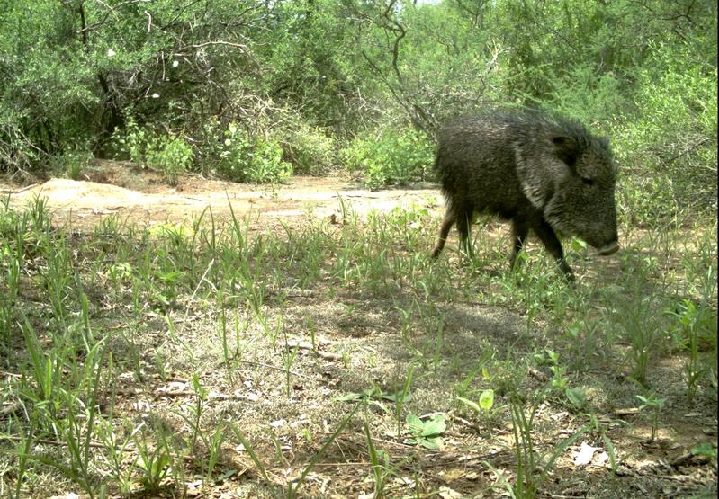  Endangered species in the Gran Chaco in South America. Picture taken with the trap camera for the study: Chacoan Peccary