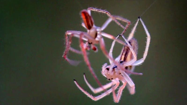 Paarungssequenz der Spinnenart Larinia jeskovi, bei der Genitalverstümmelungen vorkommen.