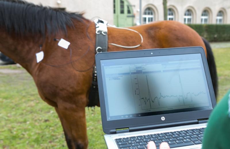 "HorseVetMed": Ein weltweit bisher einzigartiges Sensorsystem zur Untersuchung von Tieren wird beim Leipziger Tierärztekongress erstmals einem breiten Fachpublikum vorgestellt. 