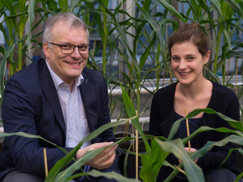 Erforschen die Gene von Maispflanzen: Prof. Dr. Frank Hochholdinger und Jutta Baldauf vom Institut für Nutzpflanzenwissenschaften und Ressourcenschutz (INRES) der Universität Bonn im Gewächshaus. 