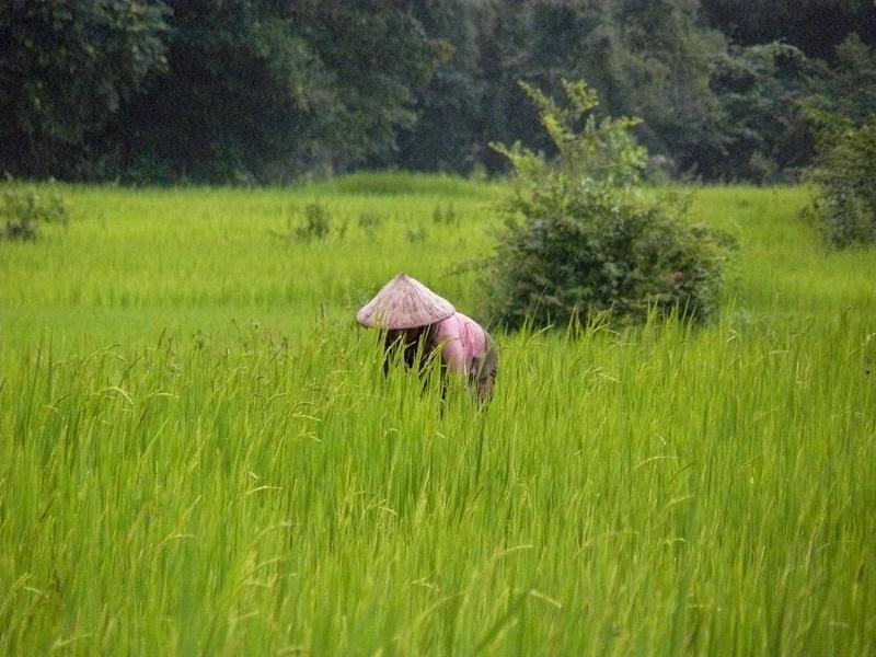 Kleinräumige, selbstversorgende Landwirtschaft auf einer Flussinsel des Mekong im Süden von Laos.