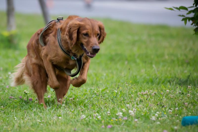 The frequence of Dogs infected with Tularemia pathogens is higher as previously accepted.