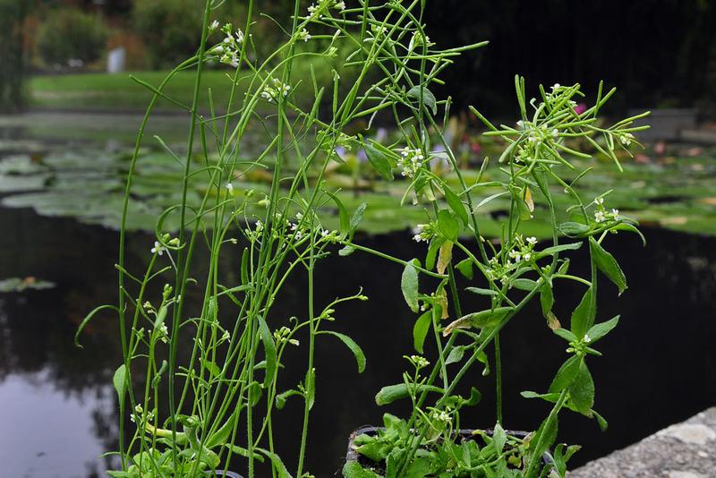 Thale cress plant. Photo: Thomas Kunz