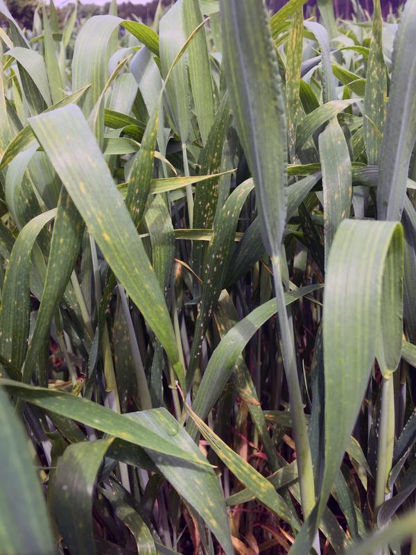 Wheat line without Pm3 alleles, infected by powdery mildew 