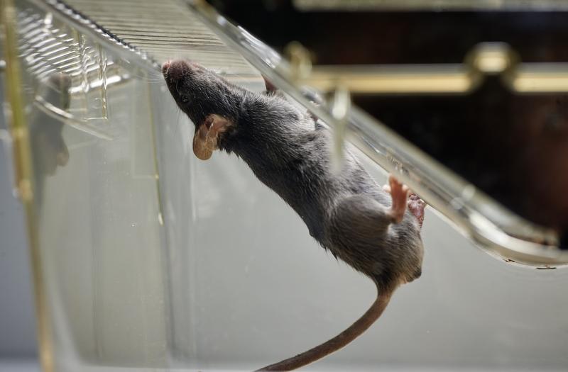 Im Dienste der Wissenschaft - die Dummerstorfer Mäuse
