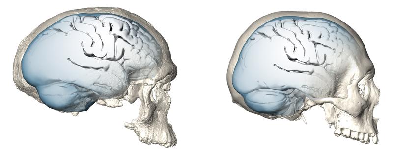 Gehirnform des 300.000 Jahre alten Schädels Jebel Irhoud 1 (links). Das Gehirn erreichte erst überraschend spät die für den heutigen Menschen typische rundere Form (rechts). 