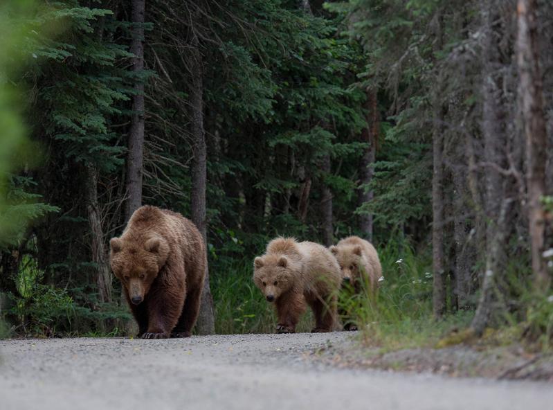 Mammals (pictured are bears on a road in Poland) move shorter distances in human-modified landscapes than in the wild. 