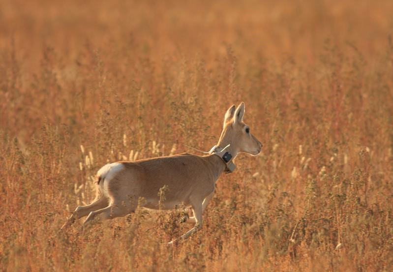 To investigate animal movements researchers around the globe equipped 803 mammals from 57 species with a GPS tracker. 