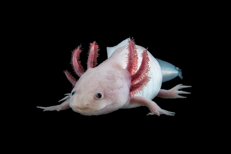 Der mexikanische Axolotl Ambystoma mexicanum