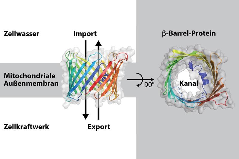 Modell des Beta-Barrel-Proteins Porin aus Bäckerhefe.  Illustration: Christophe Wirth	