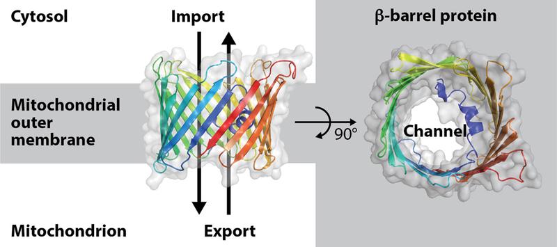 Model of the beta-barrel protein porin from baker's yeast  Illustration: Christophe Wirth	