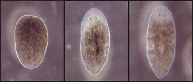 Planarian flatworms after an amputation of the head. When tissue was removed again, the head regenerated completely within two weeks (centre). Likewise after an incision (right). 