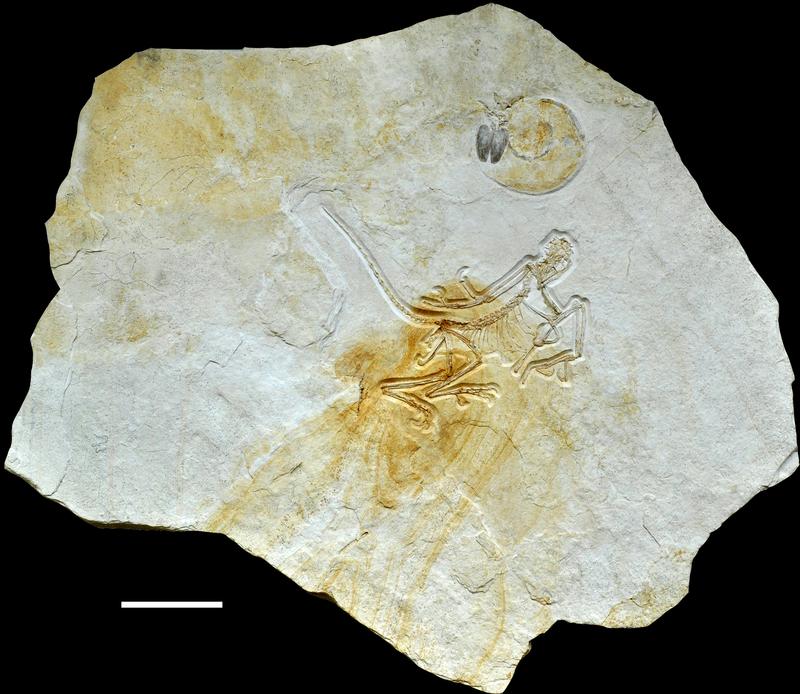 Das zuletzt entdeckte, elfte Exemplar des Urvogels Archaeopteryx.