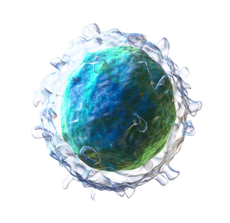 3D model of a B cell