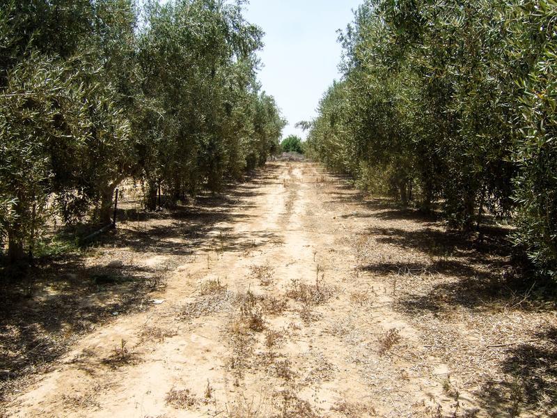 Die Forschungsstation des trilateralen Projektes Oliveoil in Gilat, Südisrael. 