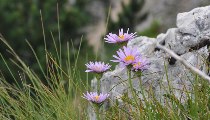 "Verlierer" der rezenten Erwärmung, wie die Alpenaster, sind eher in der Flora der höchsten Lagen zu finden.