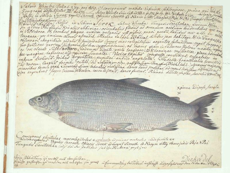 Fischzeichnung des Naturforschers Wilhelm Gottlieb Tilesius von Tilenau (1769-1857) aus dem Senckenberg-Archiv.  