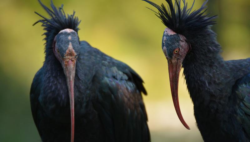 Waldrapp-Paar beim Grüßen.