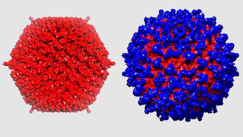 Das Adenovirus (links) tarnt sich dank Schutzhülle (rechts) vor der Immunabwehr.
