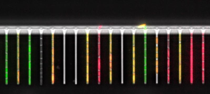 Mikrofluidik-System, mit dem das Wachstum und die Genexpression einzelner Bakterien verfolgt werden kann.