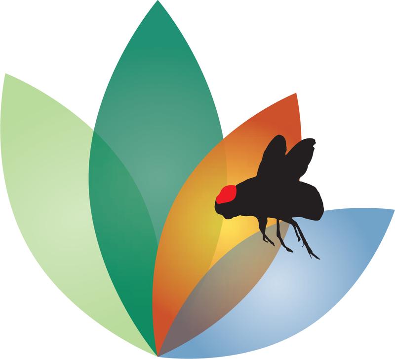 Key Visual zum Projekt - Untersuchung des saisonalen Temperaturverhaltens der Fruchtfliege „Drosophila“ 