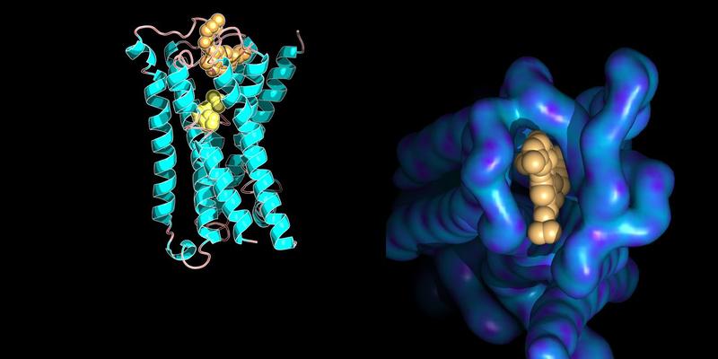 Wechselwirkungen sichtbar gemacht: Molekülmodell eines Membranrezeptors mit an ihn gebundenen kleinen Molekülen. Die rechte Abbildung zeigt Strukturdetails einer bestimmten Bindungsstelle.