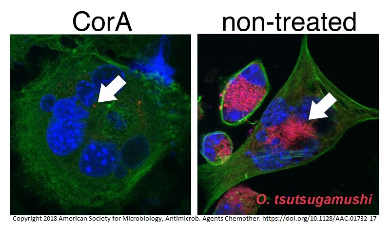 Corallopyronin A hemmt das intrazelluläre Wachstum von Orientia tsutsugamushi. Links: Nach Behandlung der Kulturen sind die rot angefärbten Erreger nur noch ganz vereinzelt im Zellplasma nachweisbar.