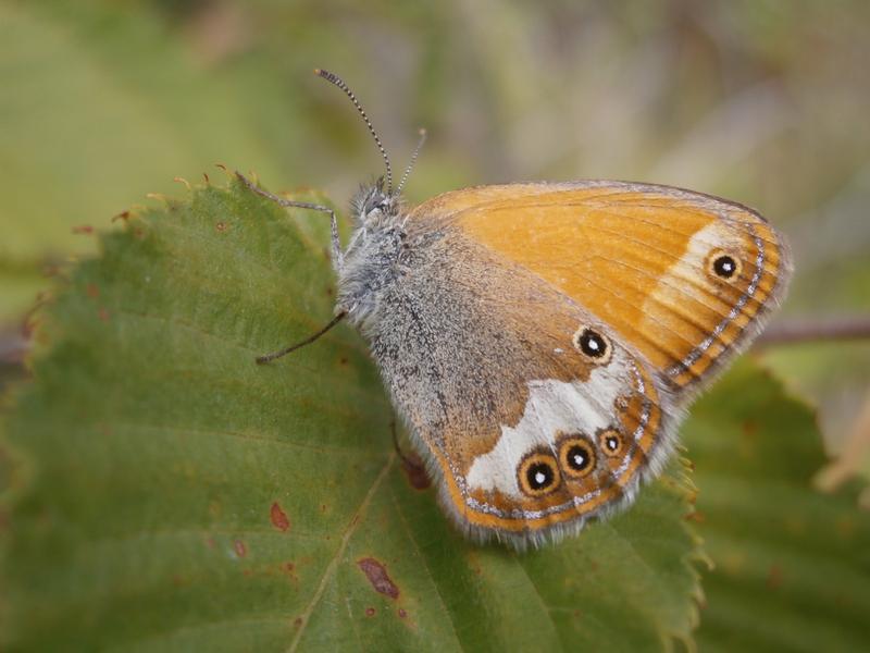 Der Perlgrasfalter (Coenonympha arcania) könnte es in Zukunft schwer haben – obwohl er zu einer „anspruchslosen“ Art gehört. 