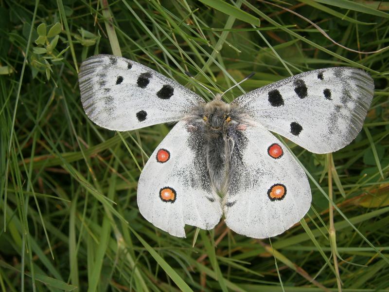 Ist jetzt schon stark gefährdet: Der Spezialist Roter Apollo (Parnassius apollo). 